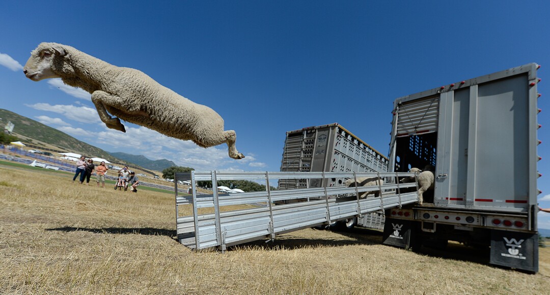 (Francisco Kjolseth  |  The Salt Lake Tribune)  Hundreds of sheep arrive from the Strawberry Valley to Midway's Soldier Hollow as they leap from trucks on Wed. Aug. 29, 2018, for this weekend's 16th annual Soldier Hollow Classic Sheepdog Championship and Festival, which runs Aug. 31-Sept. 3. This year, 44 dogs and 34 handlers will work with 331 sheep for the $20,000 purse.