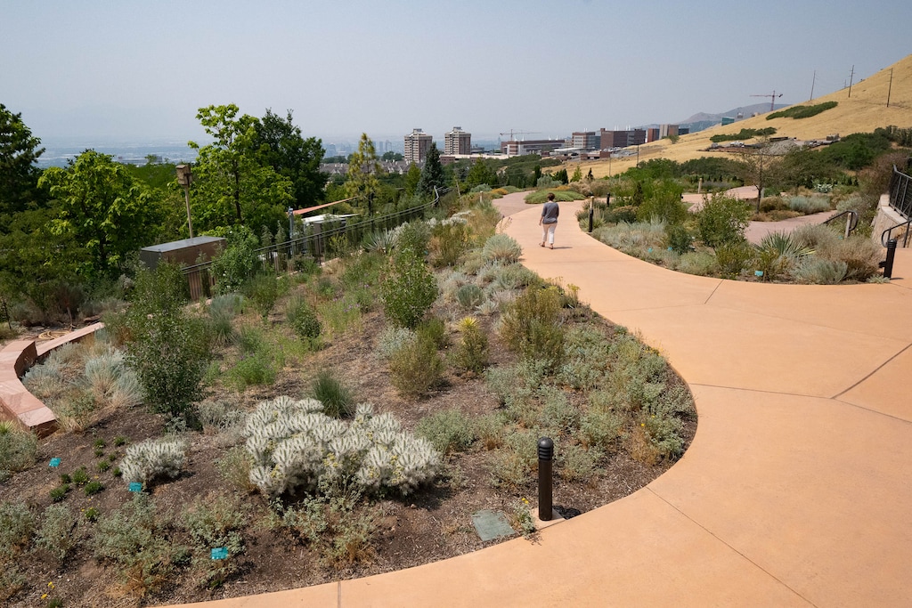 (Francisco Kjolseth | The Salt Lake Tribune) Though many think water wise gardens means mostly cactus varieties, that certainly doesn’t need to be the case. However the Snow Leopard Cholla from the cactus family at Red Butte Gardens is a striking option for not needing any watering at all. In the upper tiers of the garden people can get a visual representation of “hydrozoning” which arranges plants according to their water needs.