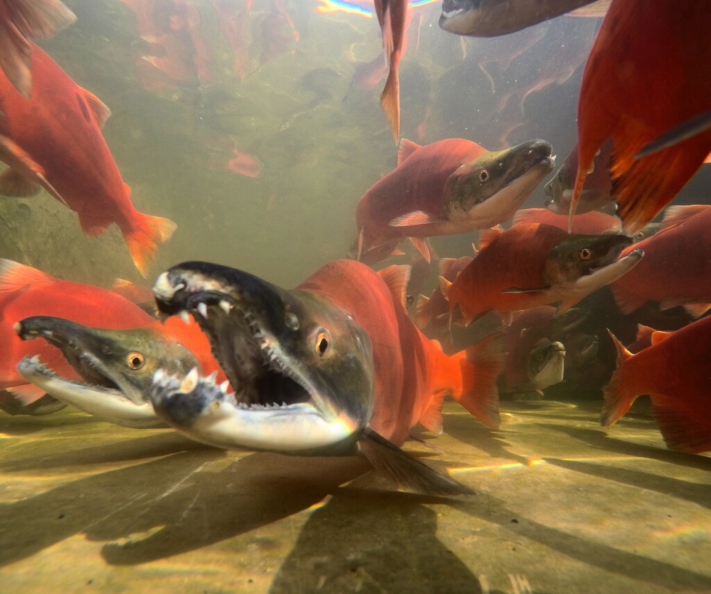(Chante Lundskog | Utah Division of Wildlife Resources) You can see bright red kokanee salmon at the free viewing event at Strawberry Reservoir.