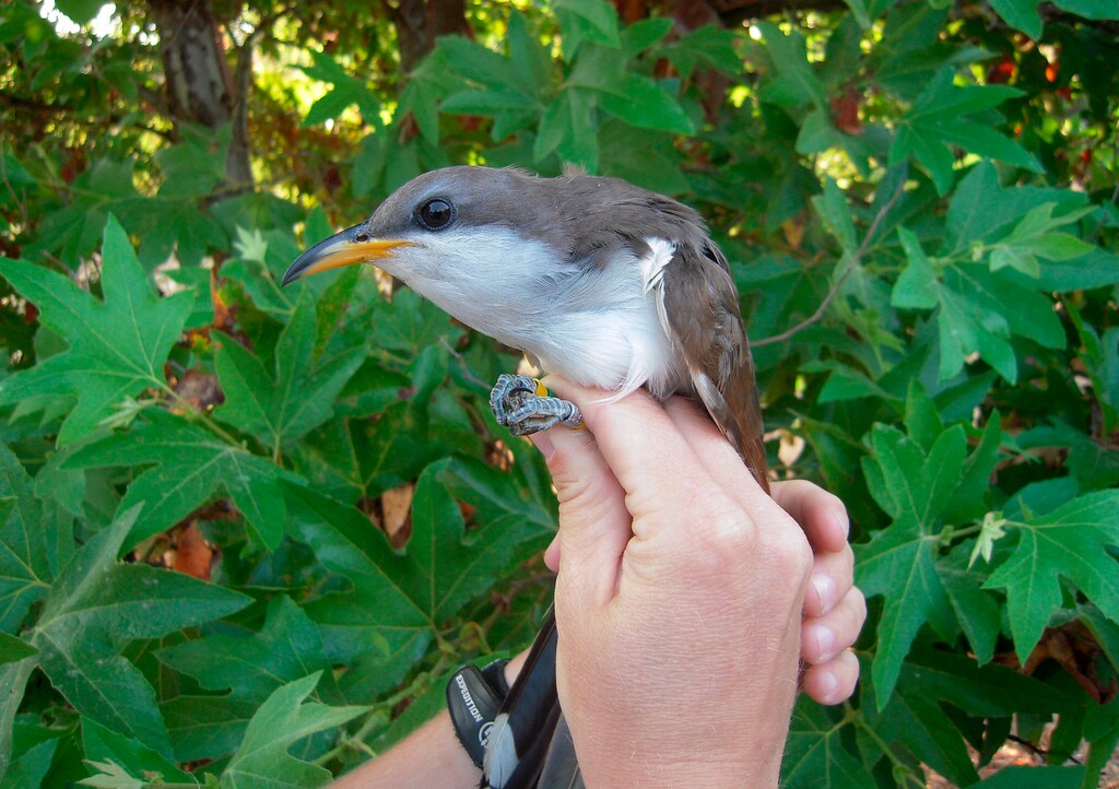 (Mark Dettling | Point Blue/U.S. Fish and Wildlife Service via AP) This undated image provided by the U.S. Fish and Wildlife Service shows a western yellow-billed cuckoo.