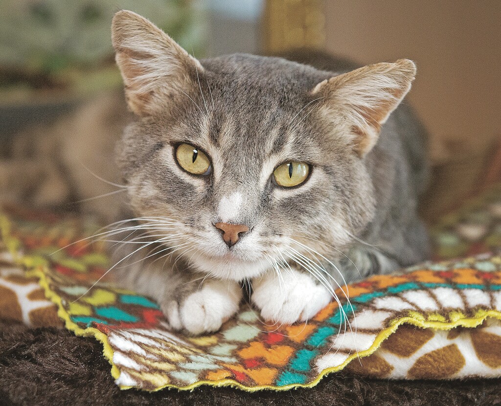 (Leah Hogsten | Tribune file photo) Peter was a patient member at Cat World at Best Friends Animal Sanctuary. Best Friends saves thousands of animals every year as the nation's largest no-kill sanctuary, encompassing some 3,700 acres about 5 miles outside Kanab.