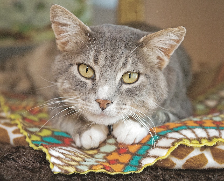(Leah Hogsten | Tribune file photo) Peter was a patient member at Cat World at Best Friends Animal Sanctuary. Best Friends saves thousands of animals every year as the nation's largest no-kill sanctuary, encompassing some 3,700 acres about 5 miles outside Kanab.