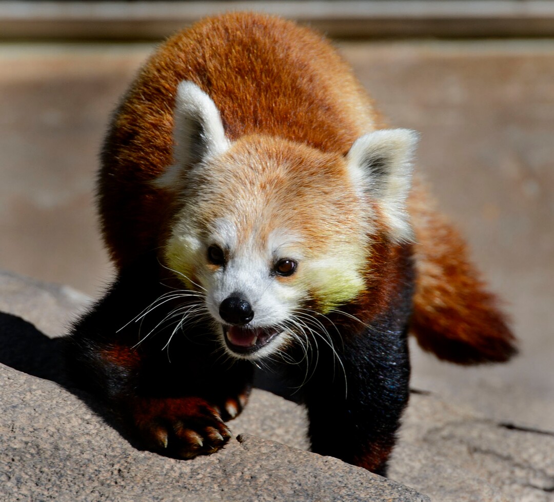(Steve Griffin  |  The Salt Lake Tribune) A red panda checks out its new exhibit as the Hogle Zoo adds two red pandas to its permanent exhibit in Salt Lake City Friday May 4, 2018.  The 3 1/2 year-old male and the seven year-old female will make Hogle Zoo their permanent home after arriving from their previous home at Reid Park Zoo in Tucson, AZ. Red pandas are also called lesser pandas and live in the mountainous areas of Nepal and southwestern China. Their diet consists mostly of bamboo.