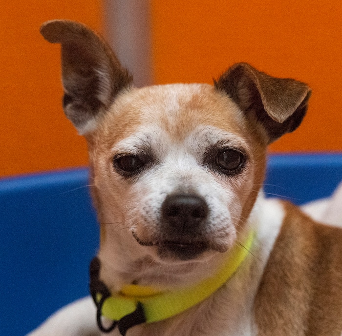 (Rick Egan  |  The Salt Lake Tribune)     A Chihuahua named Kyle, at The Humane Society of Utah, Tuesday, Dec. 4, 2018.