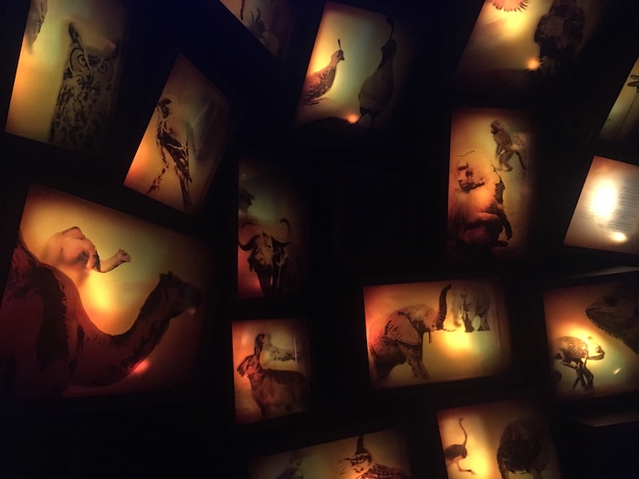 (Thomas Burr | The Salt Lake Tribune) Images of animals await guests on a video tour of the Old Testament at the new Museum of the Bible in Washington, D.C.