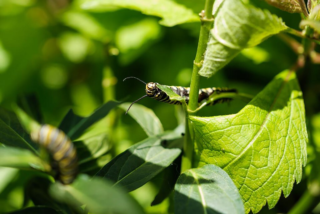 (William DeShazer for The New York Times) 

A monarch caterpillar feasts on the leaves of a milkweed plant in the author’s meadow.