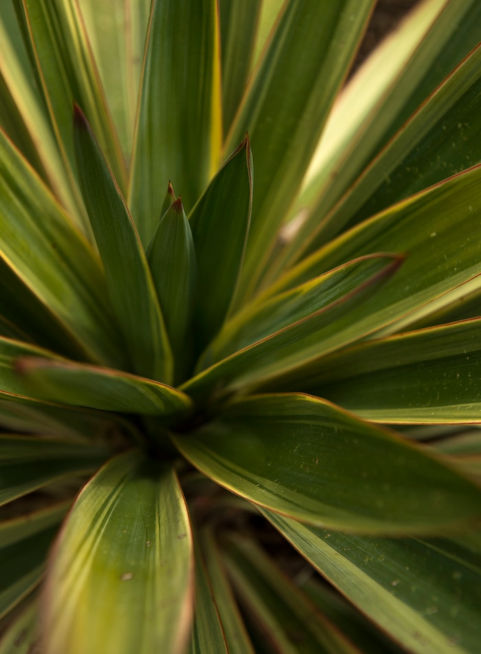 Leah Hogsten  |  The Salt Lake TribuneVarigated Soapwort's thick, waxy skin preents water loss through evaporation and it's virtually pest and disease free; zones 5-10. Red Butte Garden featured Water Conservation Garden is designed to demonstrate that beautiful gardens do not require heavy applications of water. The newly constructed 2017 three-acre garden will offer educational programs to teach people how to create their own water-wise landscapes.