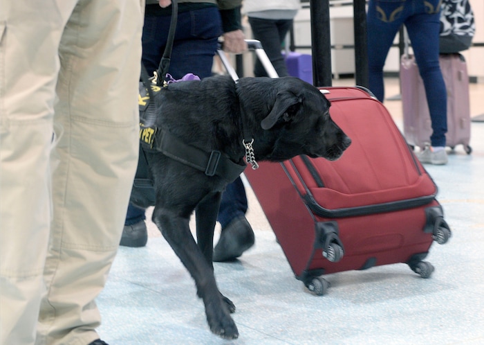 (Al Hartmann  |  The Salt Lake Tribune)  Keene, a black lab passenger screening canine, takes a sniff at luggage as airline passengers pass by before the security checkpoint in terminal 1 at the Salt Lake International Airport Tuesday March 8.  The Transportation Security Administration (TSA) is beginning to use the dogs, which are specially trained to detect explosives and explosive components.  He works with TSA K9 handler Lonnie Larson who is trained to read the dog's behavior when it detects an explosive scent. Keene is named in memory of Leo Russel Keene, a 33-year old Louisiana native and financial analyst who died at work at the World Trade Center on Sept. 11, 2001.  Keene is the mother of several PSC's who are assigned to other airports across the country. 