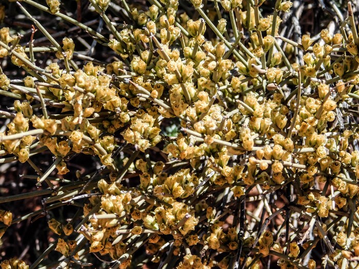 (Erin Alberty  |  The Salt Lake Tribune)

Mormon Tea blooms April 2, 2017 along the trail to the Warner Valley dinosaur tracks south of Hurricane.