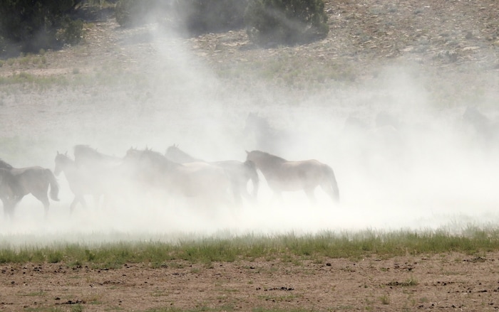 Photo courtesy of Laurie Kline
Individuals on ATV's and motorcycles, some with Emery County Search and Rescue shirts and trailers, were alleged by a citizen to have been involved in hazing about 80 wild horses in the McCay Flats area of the San Rafael Swell July 9. The sheriff's department said the volunteers were in the vicinity for an unrelated reason.