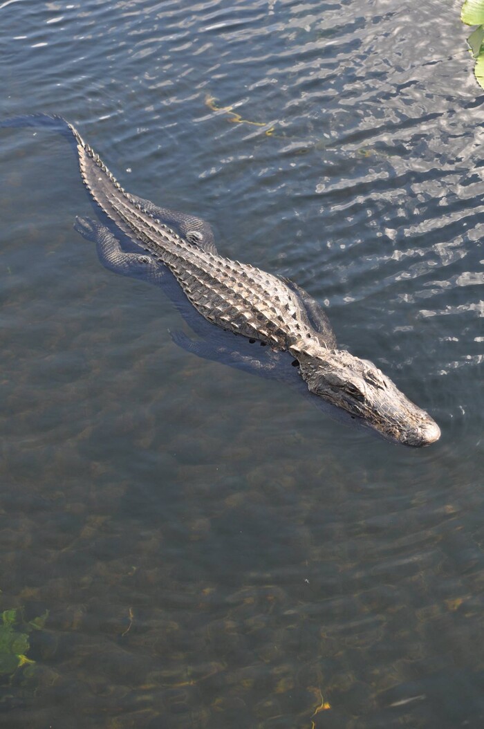 (Erin Alberty | The Salt Lake Tribune) An alligator takes a swim in Everglades National Park. Photo taken Feb. 2, 2016.