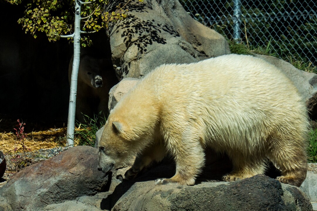 (Chris Detrick  |  The Salt Lake Tribune) Polar Bears Hope and Nora at Utah's Hogle Zoo Tuesday, October 10, 2017.