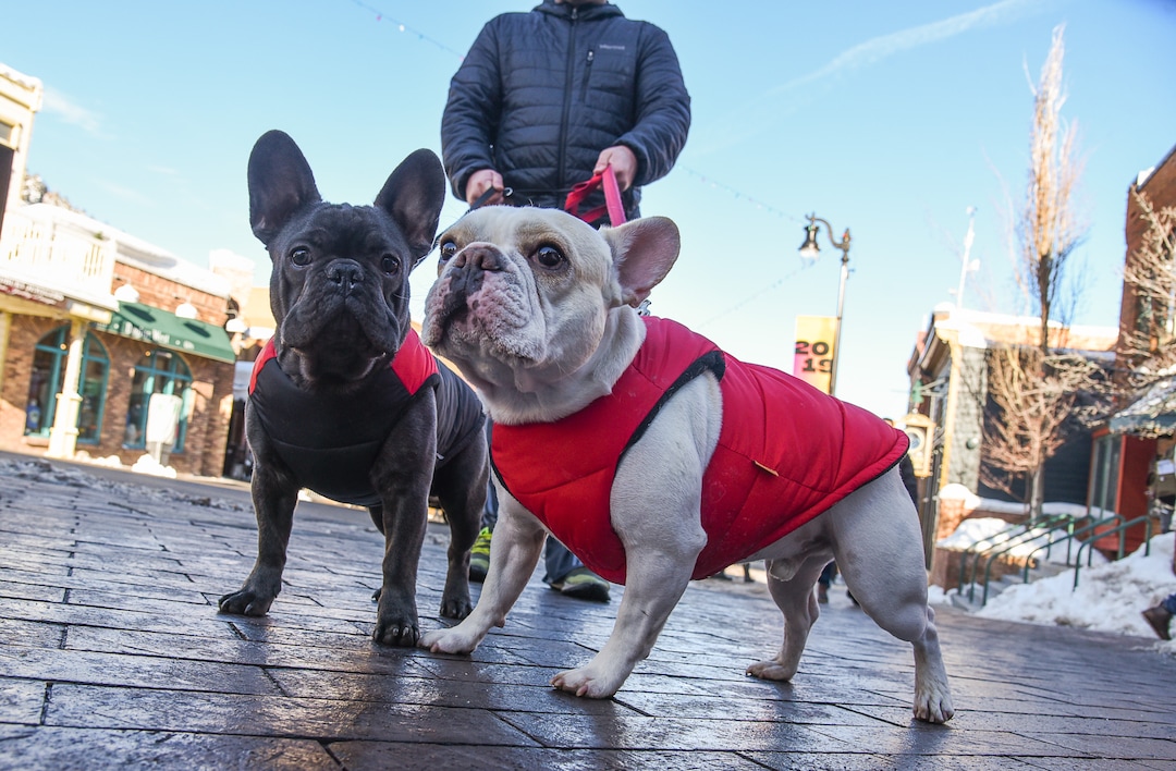 (Francisco Kjolseth  |  The Salt Lake Tribune)  Frenchies Gus, left, and Henry take a stroll along Main Street in Park City as local resident Derek Edvalson takes in the scene developing for The Sundance Film Festival on Friday, Jan. 25, 2019.