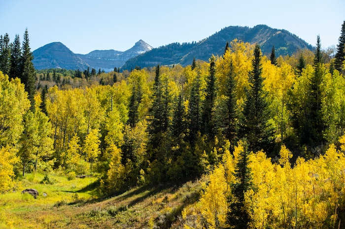 (Rick Egan  |  The Salt Lake Tribune)      The leaves are starting to change along the Alpine Loop Road near Cascade Springs in American Fork Canyon, Thursday, Sept. 26, 2019.
