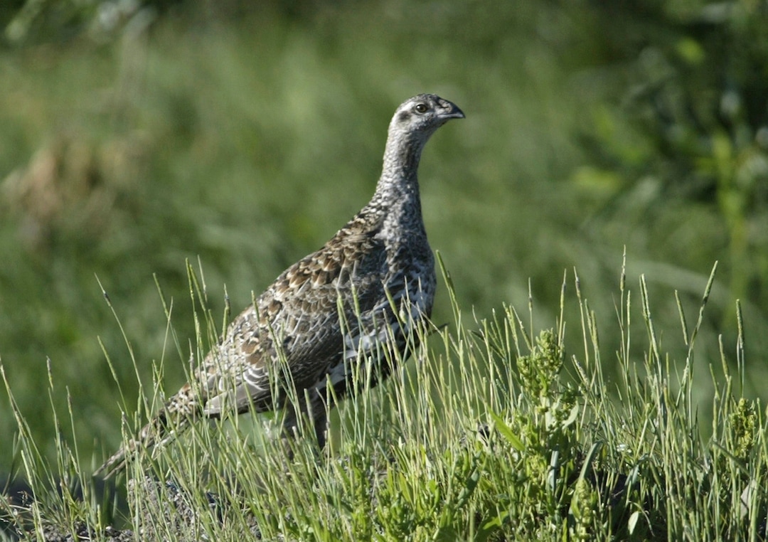 FILE - In this July 25, 2005, file photo, a sage grouse stands in a meadow at the Smith Creek Ranch, east of Fallon, Nev. A federal judge has handed a rural Nevada water district another defeat it its attempt to speed construction of a water tank in sage grouse habitat near the Utah line in a legal battle now expected to drag into the summer. (AP Photo/Cathleen Allison, File)
