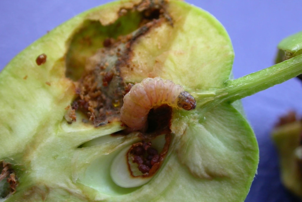 (Utah State University) A codling moth, a common agricultural pest that attacks various fruit grown in Utah, is shown in a green apple. The pest is growing faster due to Utah’s warmer summers, causing more problems for fruit farmers.