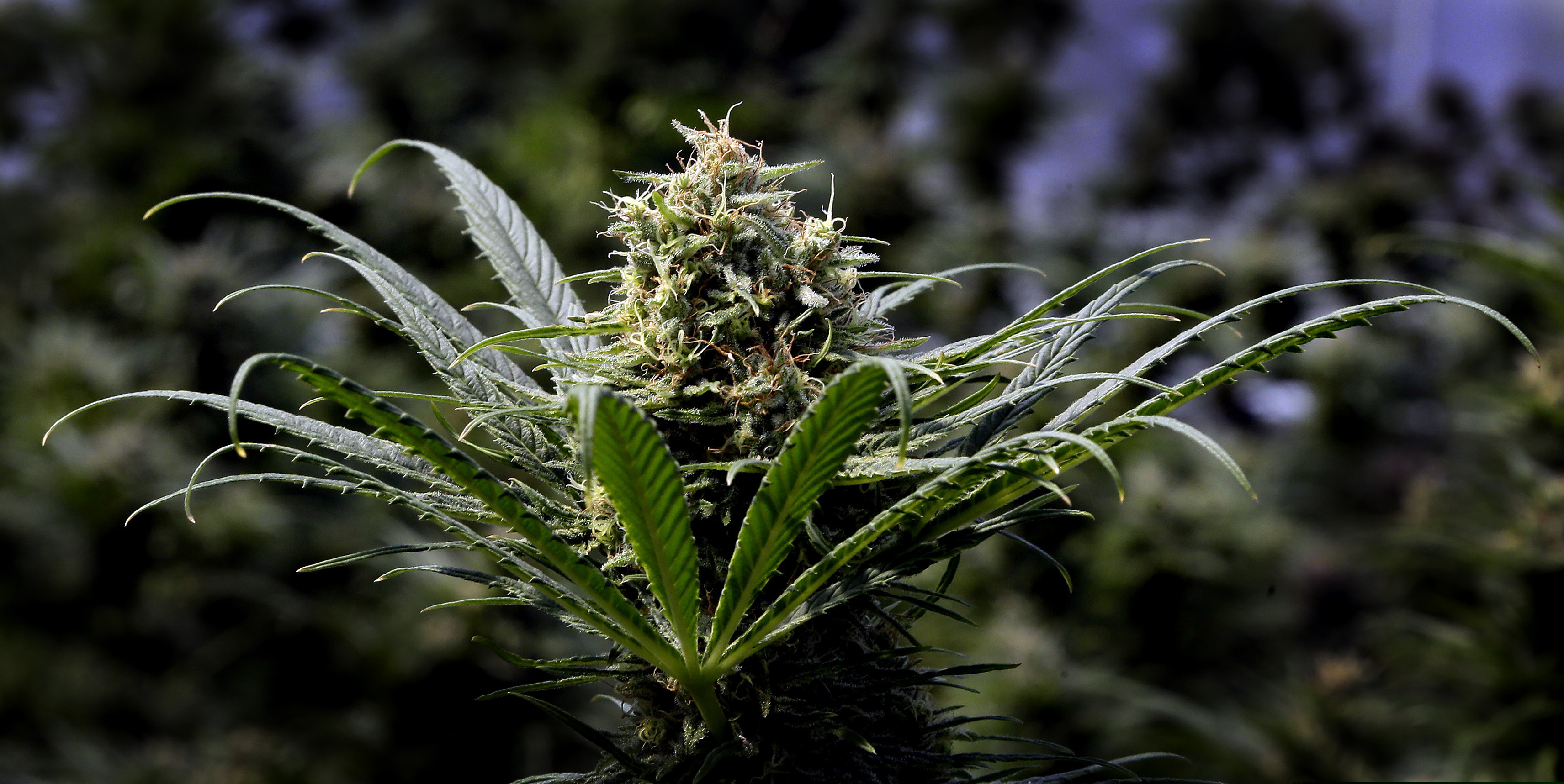 (Don Ryan, AP file photo) This May 24, 2018, file photo shows a marijuana plant in Oregon. This fall, Arizona voters will decide whether to legalize recreational marijuana use.