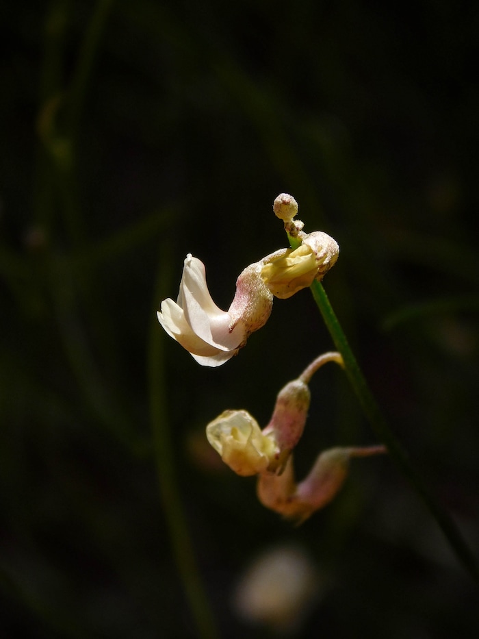 Erin Alberty  |  The Salt Lake TribuneLesser rushy milkvetch blooms along the Desert Voices trail May 27, 2017 at Dinosaur National Monument.