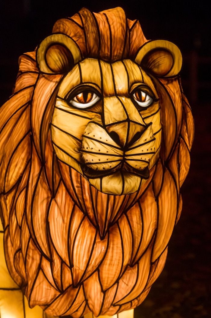 (Rick Egan  |  The Salt Lake Tribune)   A lion lantern is one of 10 animal lanterns this year, as ZooLights at Hogle Zoo are turned on, Friday, Nov. 30, 2018. The lights continue  through December 31st, 


