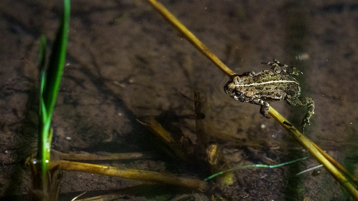 (Leah Hogsten | The Salt Lake Tribune) A boreal toadlet found in the Bryant's Fork area of Strawberry Reservoir, March 1, 2022. Boreal toads donÕt draw the same attention as other native Utah species, but they play an important role in the state's high-altitude ecosystems. Lessons learned here could help bolster their populations throughout West.