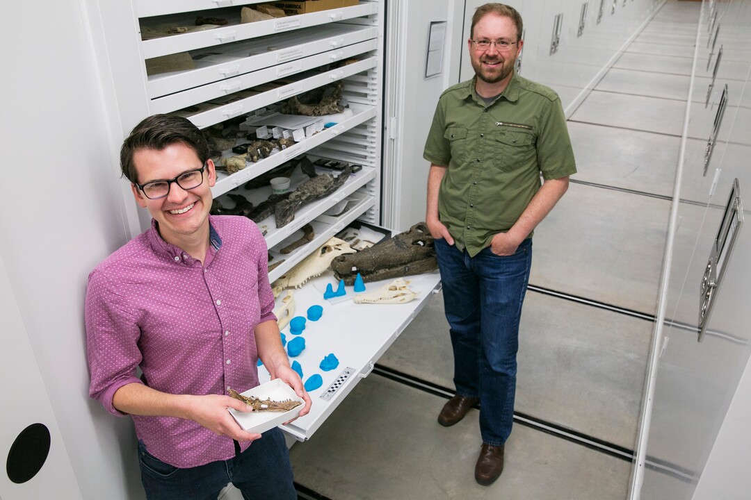 (Photo courtesy of the Natural History Museum of Utah) Keegan Melstrom, a graduate student at the University of Utah, and Randall Irmis, his mentor, stand with teeth models from the relatives of ancient crocodiles.