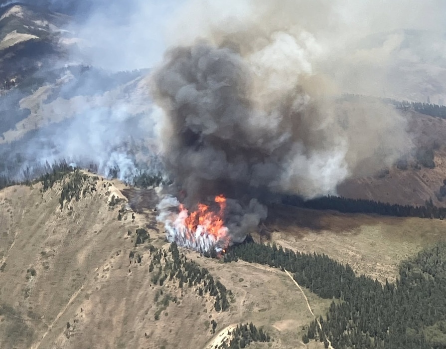 (U.S. Forest Service) A pocket of dense timber burns within the Babylon Fire perimeter on July 10. The wildfire reached 50% containment Monday after firefighters made significant progress over the weekend while continuing to strengthen fire lines around Monticello.