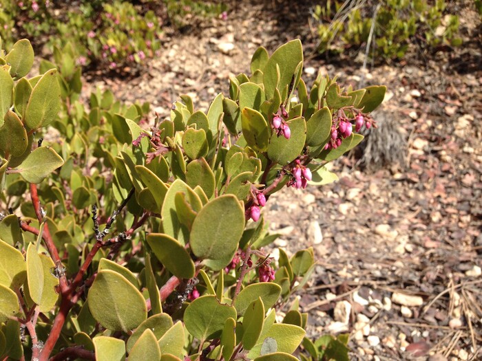 Erin Alberty  |  The Salt Lake TribuneArctostaphylos prepares to bloom March 31, 2016 near the trail to Mossy Cave in Bryce Canyon National Park. 