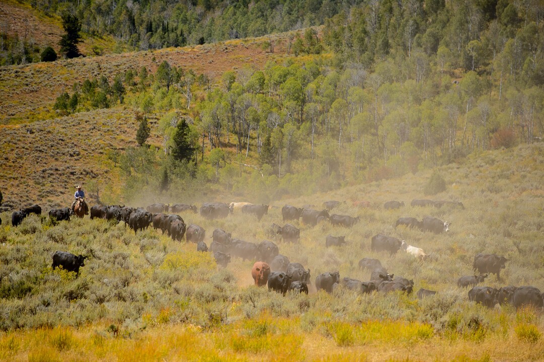 (Trent Nelson  |  The Salt Lake Tribune)  Ranchers plan to move 1,200 head of cattle through Logan Canyon this week, including this group on Tuesday Aug. 27, 2019.