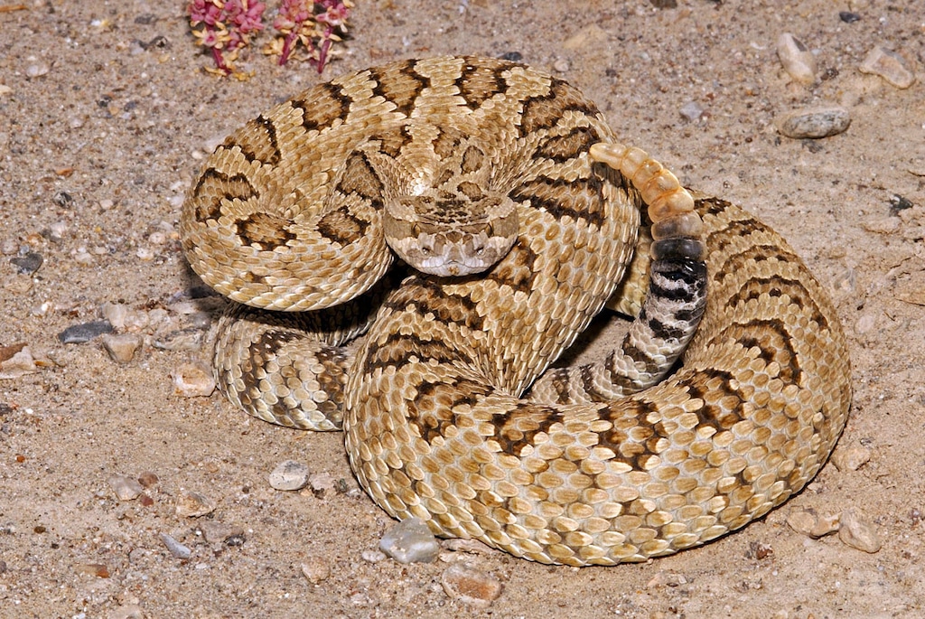 (Utah Division of Wildlife Resources) Pictured is a Great Basin rattlesnake in Millard County, Utah on May 31, 2018.
