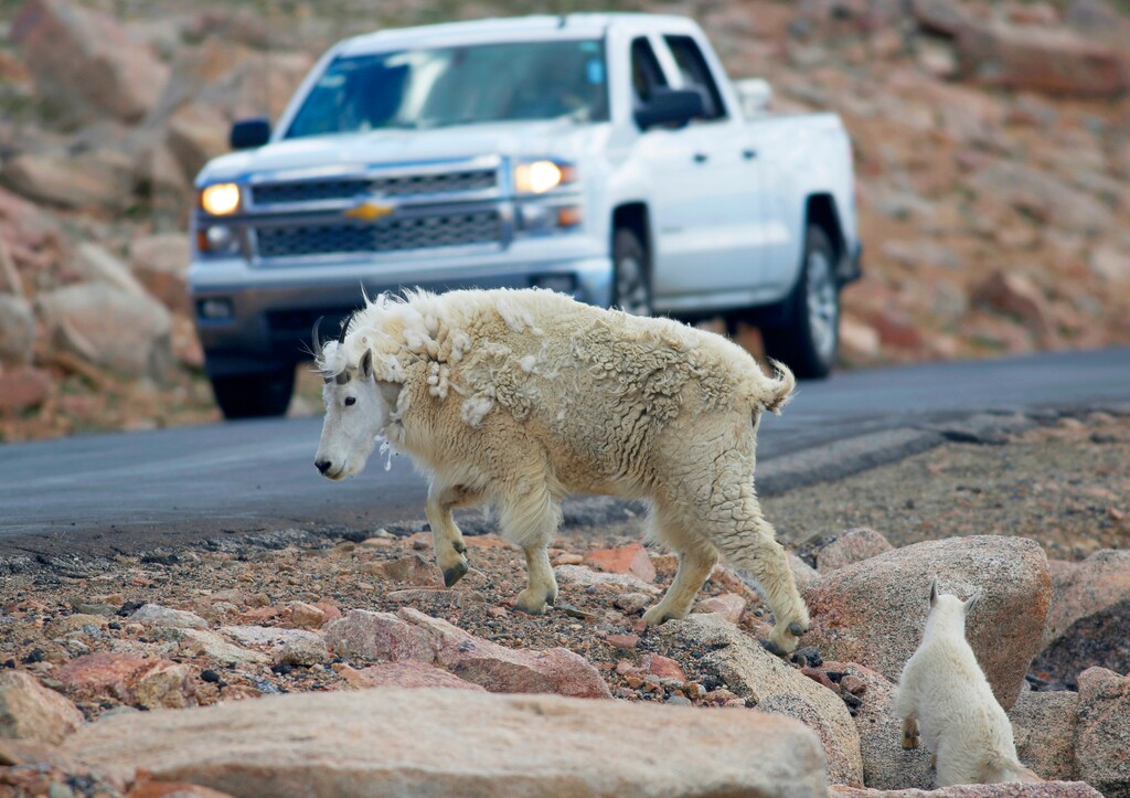 (David Zalubowski | AP file photo) In this July 15, 2016, file photo, a mountain goat leads its kid across the Mount Evans Scenic Byway just below the summit near Idaho Springs, Colo. Grand Teton National Park officials have suspended efforts to shoot mountain goats from a helicopter after criticism from Wyoming's governor prompted Interior Secretary David Bernhardt to intervene. Bernhardt told park officials to suspend the shooting Friday, Feb. 21, 2020, hours after the effort began and Gordon called the helicopter shooting a "farce" in a letter to acting Grand Teton Superintendent Gopaul Noojidail, Gov. Mark Gordon spokesman Michael Pearlman said Monday, Feb. 24, 2020.