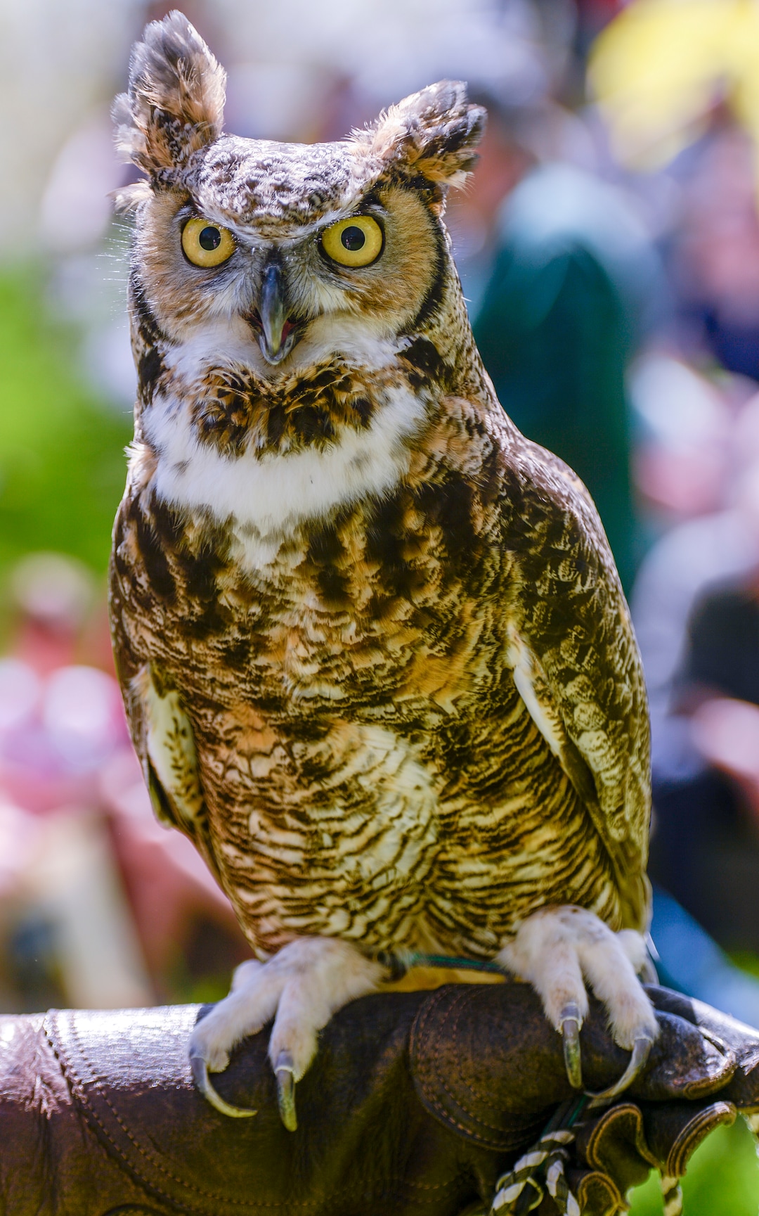 Leah Hogsten  |  The Salt Lake Tribune  Winston, the great horned owl, was on display as owl educators talked about his species during Earth Day celebration at the Ogden Nature Center, Saturday, April 20, 2019. 