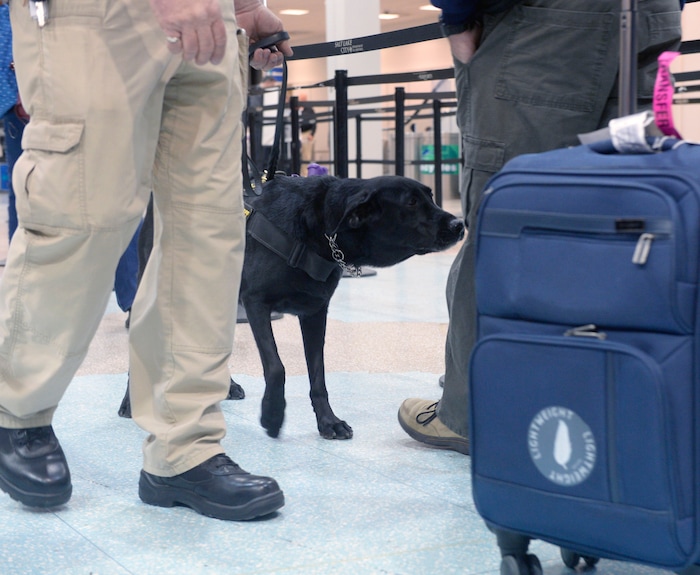 (Al Hartmann  |  The Salt Lake Tribune)  Keene, a black lab passenger screening canine, takes a sniff at luggage as airline passengers pass by before the security checkpoint in terminal 1 at the Salt Lake International Airport Tuesday March 8.  The Transportation Security Administration (TSA) is beginning to use the dogs, which are specially trained to detect explosives and explosive components.  He works with TSA K9 handler Lonnie Larson who is trained to read the dog's behavior when it detects an explosive scent. Keene is named in memory of Leo Russel Keene, a 33-year old Louisiana native and financial analyst who died at work at the World Trade Center on Sept. 11, 2001.  Keene is the mother of several PSC's who are assigned to other airports across the country. 