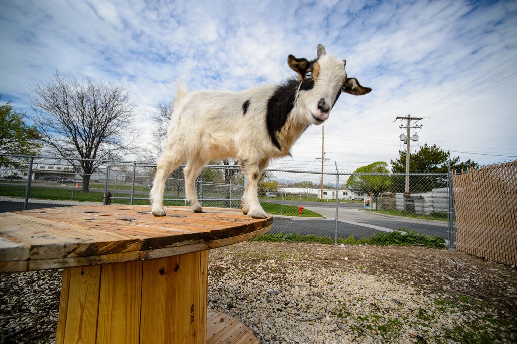 (Trent Nelson  |  The Salt Lake Tribune)  A goat at Sandy City Animal Services on Monday April 22, 2019.