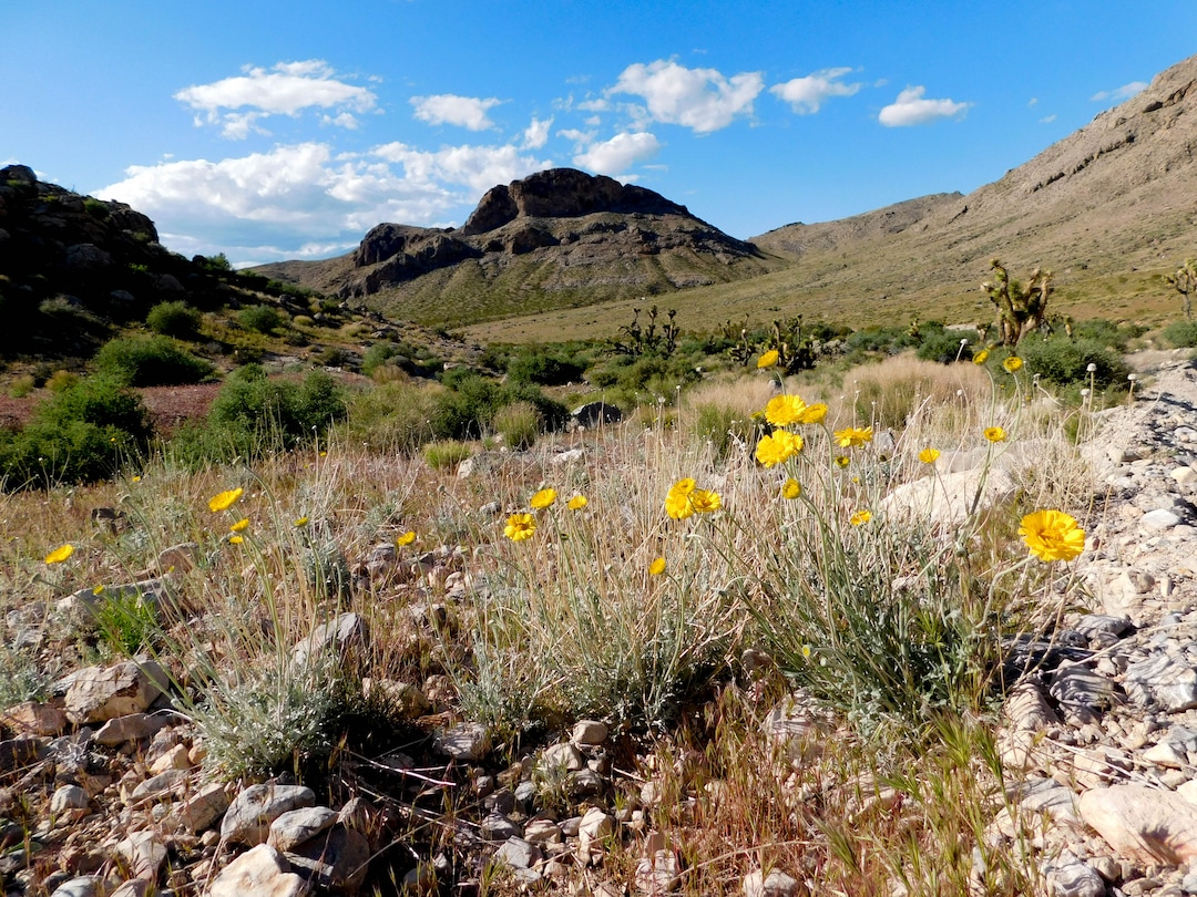 (Erin Alberty  |  The Salt Lake Tribune)

Marigolds bloom April 2 near the Mojave Desert Joshua Tree Road south of Shivwits.