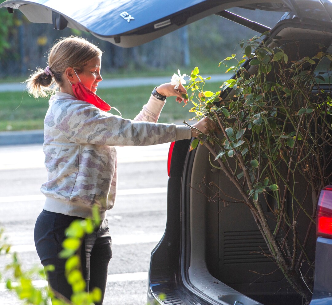 (Rick Egan  |  The Salt Lake Tribune)     Tenille Bender puts a rose bush in her car that she rescued from the property of an old drug store on 200 South in Salt Lake, on Friday, Oct. 23, 2020.