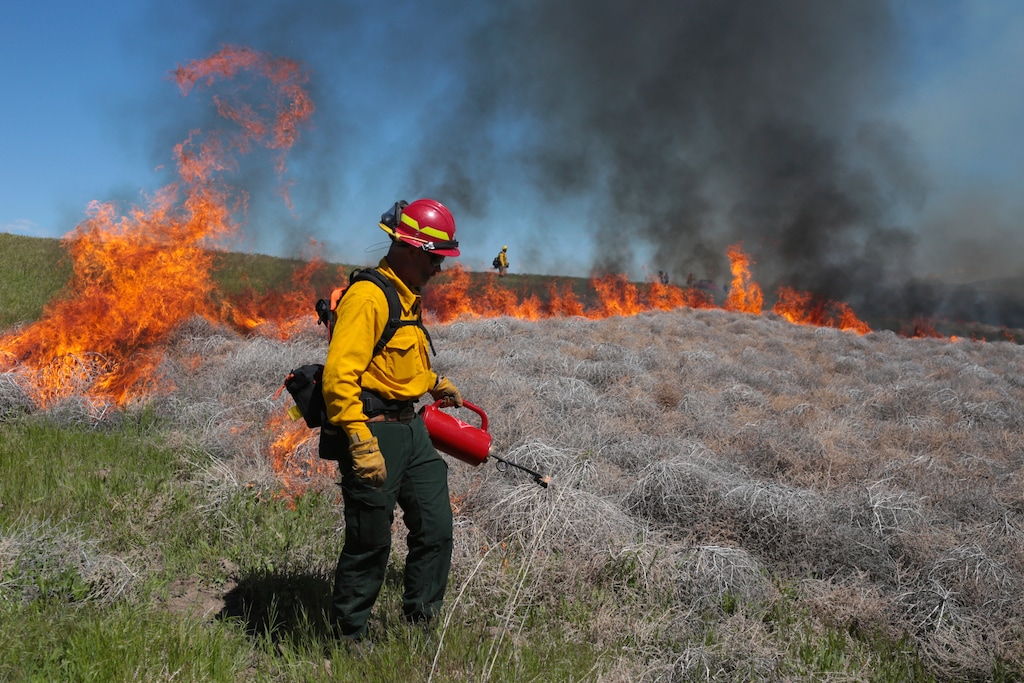 (John Roark | The Idaho Post-Register via AP, file) In this June 11, 2020 file photo Wynn Whitmeyer of the Idaho Falls Fire Department uses a drip can to ignite cheat grass and tumbleweeds during a controlled burn east of Idaho Falls, Idaho. Environmentalists have filed a notice of intent to sue the U.S government to block plans to build up to 11,000 miles of fuel breaks they claim would violate the Endangered Species Act in a misguided effort to slow the advance of wildfires in six Western states.