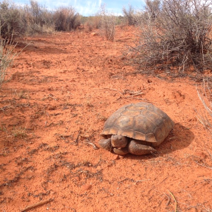 (Courtesy | Kelly Kelso) A federally protected Mojave desert tortoise ventures across the open at Red Cliffs National Conservation Area near St. George. Controversy is brewing over a transportation corridor Washington County officials want to build across the tortoise reserve in the conservation area.