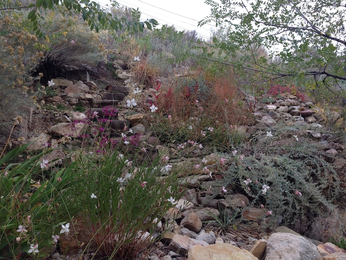 (Erin Alberty | The Salt Lake Tribune) White sage, little bluestem bunchgrass and rabbitbrush fill out the autumn scene in a Salt Lake City garden. Reporter Erin Alberty and her husband used plants from the American West to replace the invasive Myrtle Spurge that carpeted the slope. Photo taken October 2014.