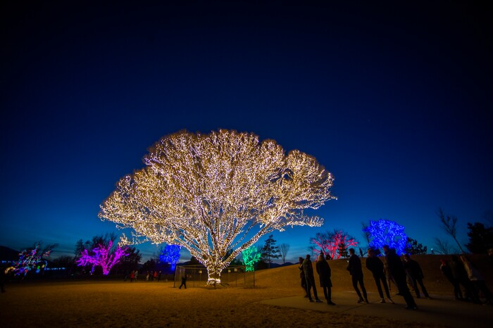 (Rick Egan | The Salt Lake Tribune) The largest willow tree at Draper City Park glows with more than1,000 strands of lights, creating what they call The Tree of Life on Thursday, Dec. 24, 2020.