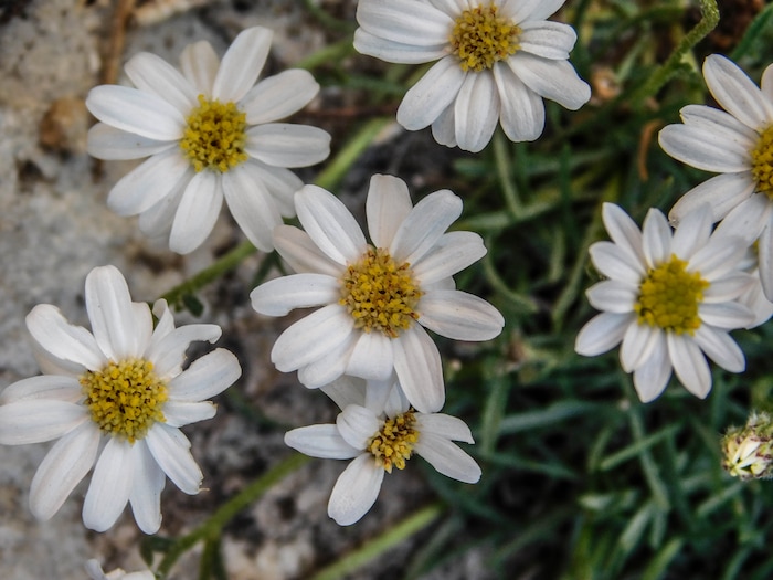 Erin Alberty  |  The Salt Lake TribuneDaisies bloom May 29, 2017 in Box Canyon in Dinosaur National Monument. 