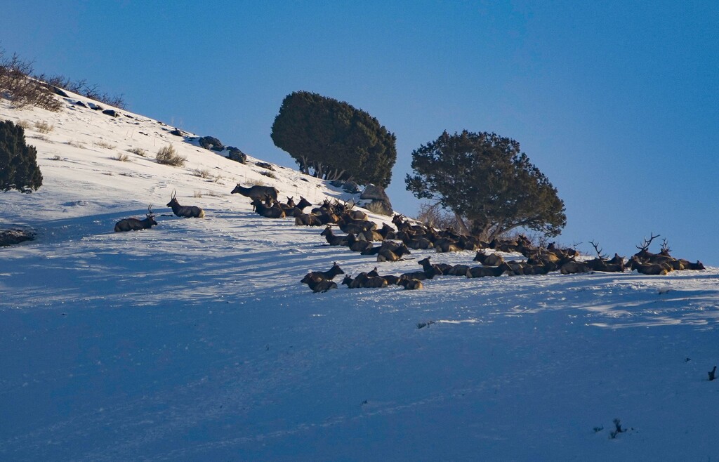 (Francisco Kjolseth | The Salt Lake Tribune) A large herd of elk spotted once again near the mouth of Parleys Canyon settles down further up the hillside on Friday, Feb. 3, 2023.