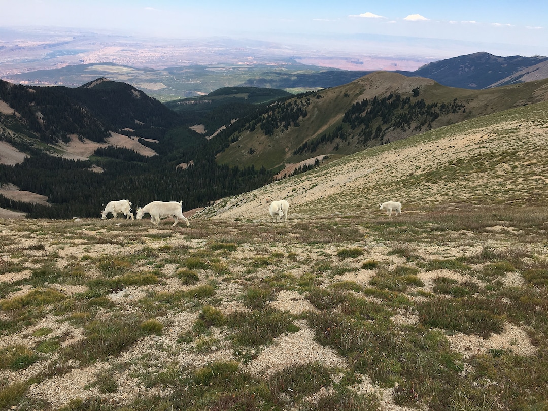 (Photo courtesy of Marc Coles-Ritchie, Grand Canyon Trust) Conservationists say introduced mountain goats in Utah's La Sal Mountains, pictured here in July 2017, are damaging Mount Peale's fragile alpine ecosystems. Utah wildlife officials are now developing proposals to establish goat herds in other Utah ranges where this big game species is not native.