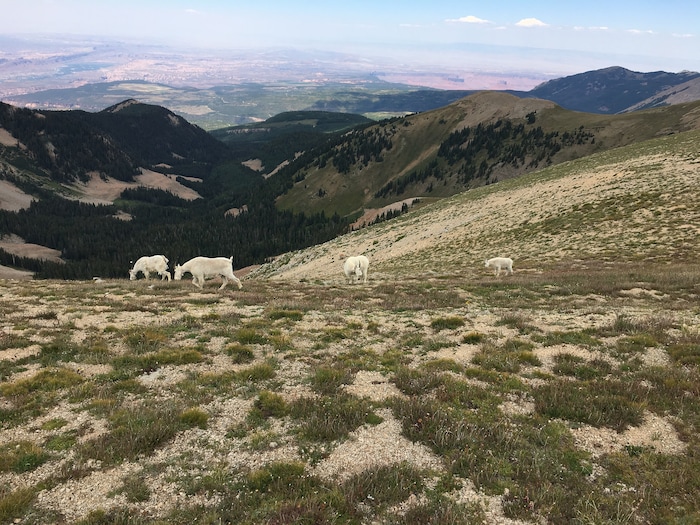 (Photo courtesy of Marc Coles-Ritchie, Grand Canyon Trust) Conservationists say introduced mountain goats in Utah's La Sal Mountains, pictured here in July 2017, are damaging Mount Peale's fragile alpine ecosystems. Utah wildlife officials are now developing proposals to establish goat herds in other Utah ranges where this big game species is not native.