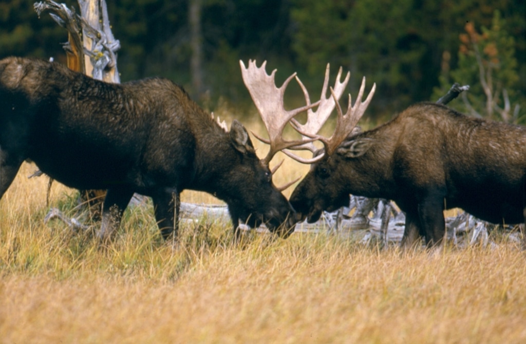 (Courtesy National Park Service | via Writers on the Range)

Bull moose in Grand Teton National Park