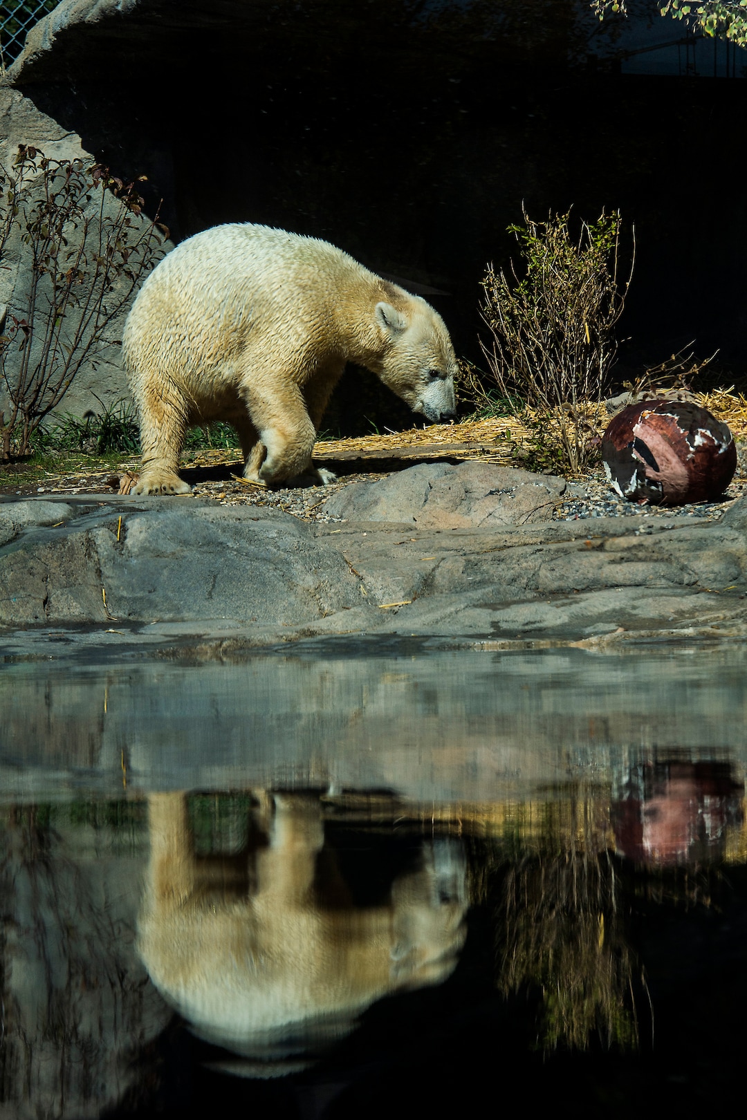 (Chris Detrick  |  The Salt Lake Tribune) Polar Bear Nora at Utah's Hogle Zoo Tuesday, October 10, 2017.