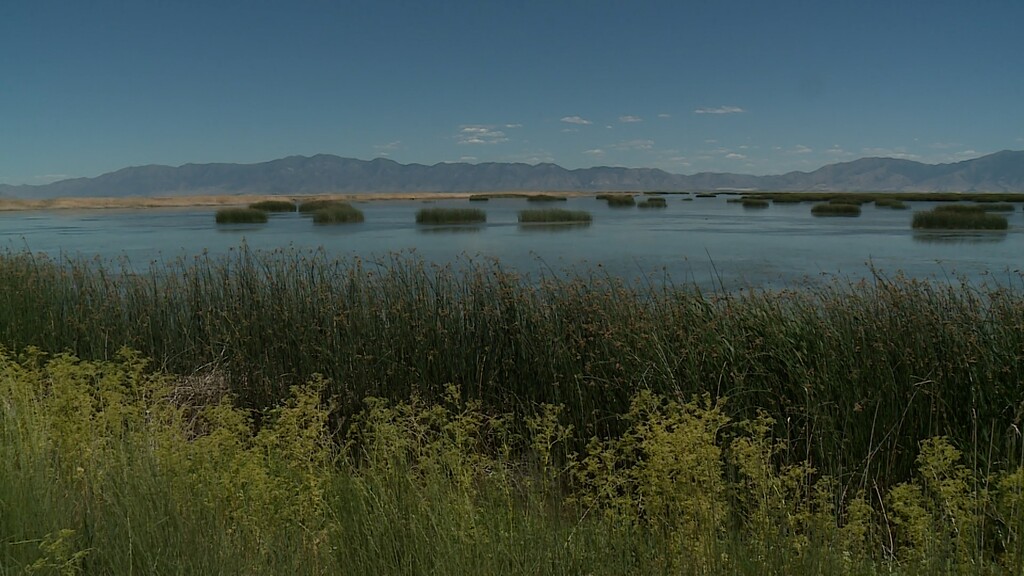 (Courtesy of KSL TV) The Bear River Migratory Bird Refuge is seeing fewer birds as the drought causes the nearby Great Salt Lake to dry up.