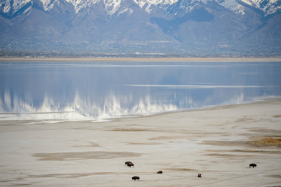 (Trent Nelson  |  The Salt Lake Tribune) Bison at Antelope Island State Park, on Saturday, April 25, 2020.