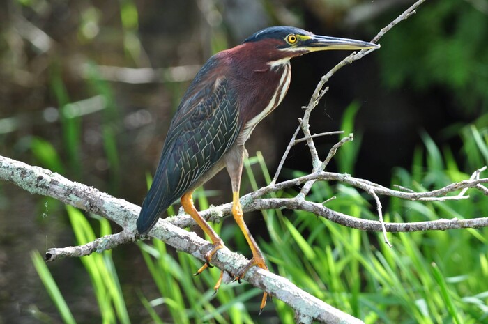 (Erin Alberty | The Salt Lake Tribune) A green heron perches on a branch in Everglades National Park. Photo taken Feb. 2, 2016.
