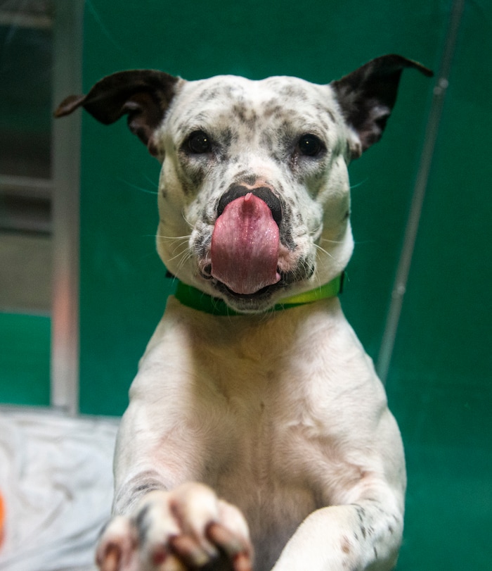 (Rick Egan  |  The Salt Lake Tribune)     A pitfall named Nicole, at The Humane Society of Utah, Tuesday, Dec. 4, 2018.