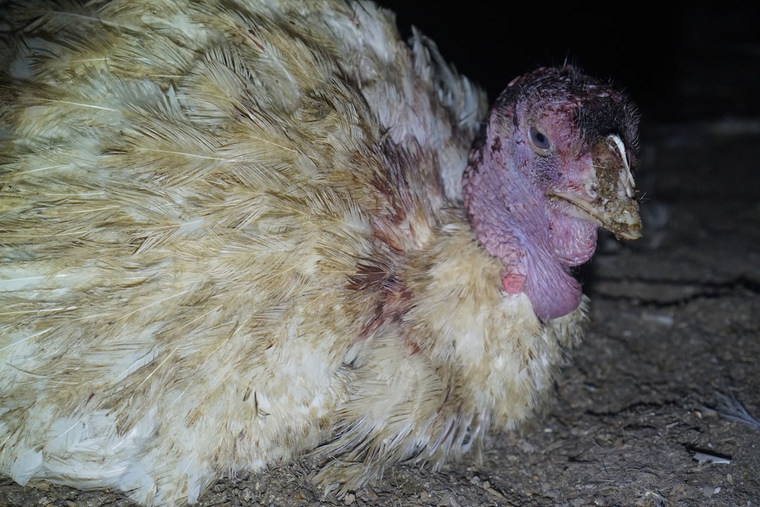 (Courtesy Wayne Hsiung)  Turkeys are seen at a Norbest farm near Moroni, Utah. The photos were taken by activists from Direct Action Everywhere.